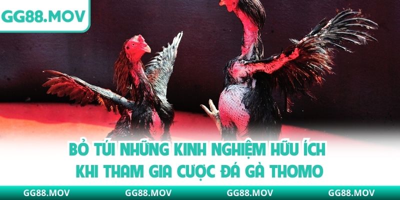 Bỏ túi những kinh nghiệm hữu ích khi tham gia cược đá gà Thomo