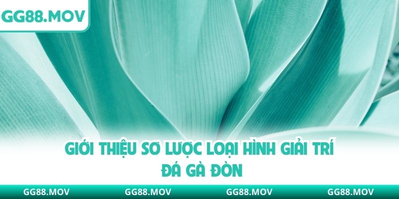 Giới thiệu sơ lược loại hình giải trí đá gà đòn